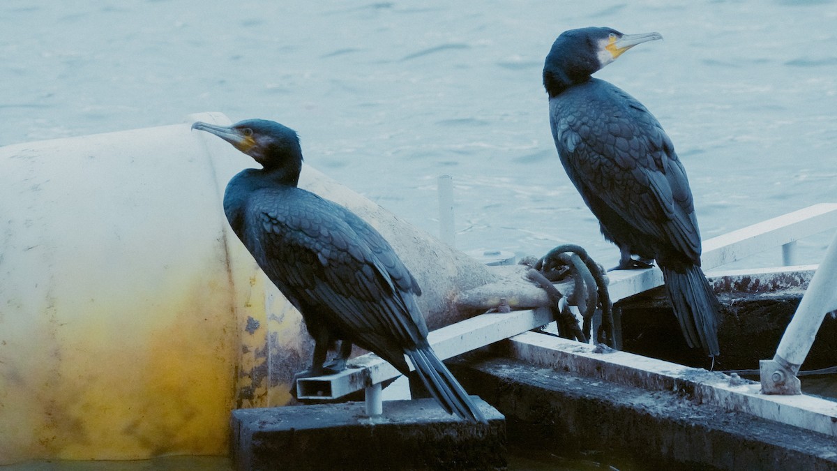 Great Cormorant - ML646534338