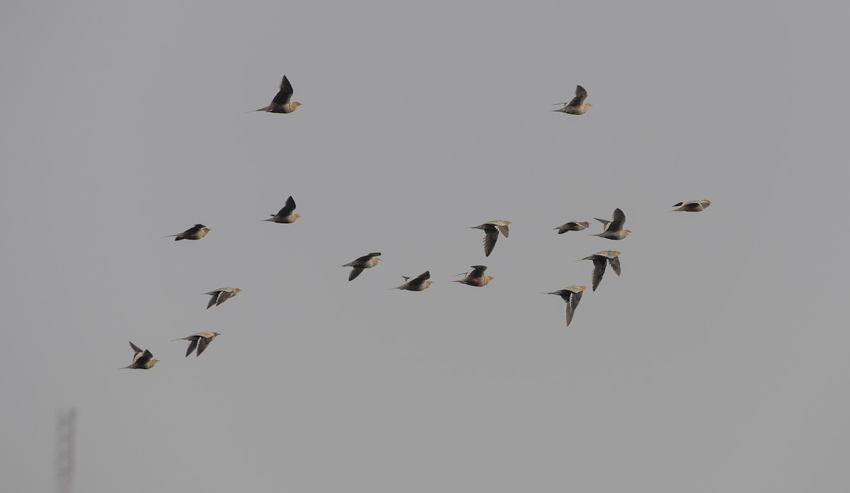 Chestnut-bellied Sandgrouse (Arabian) - ML646534339