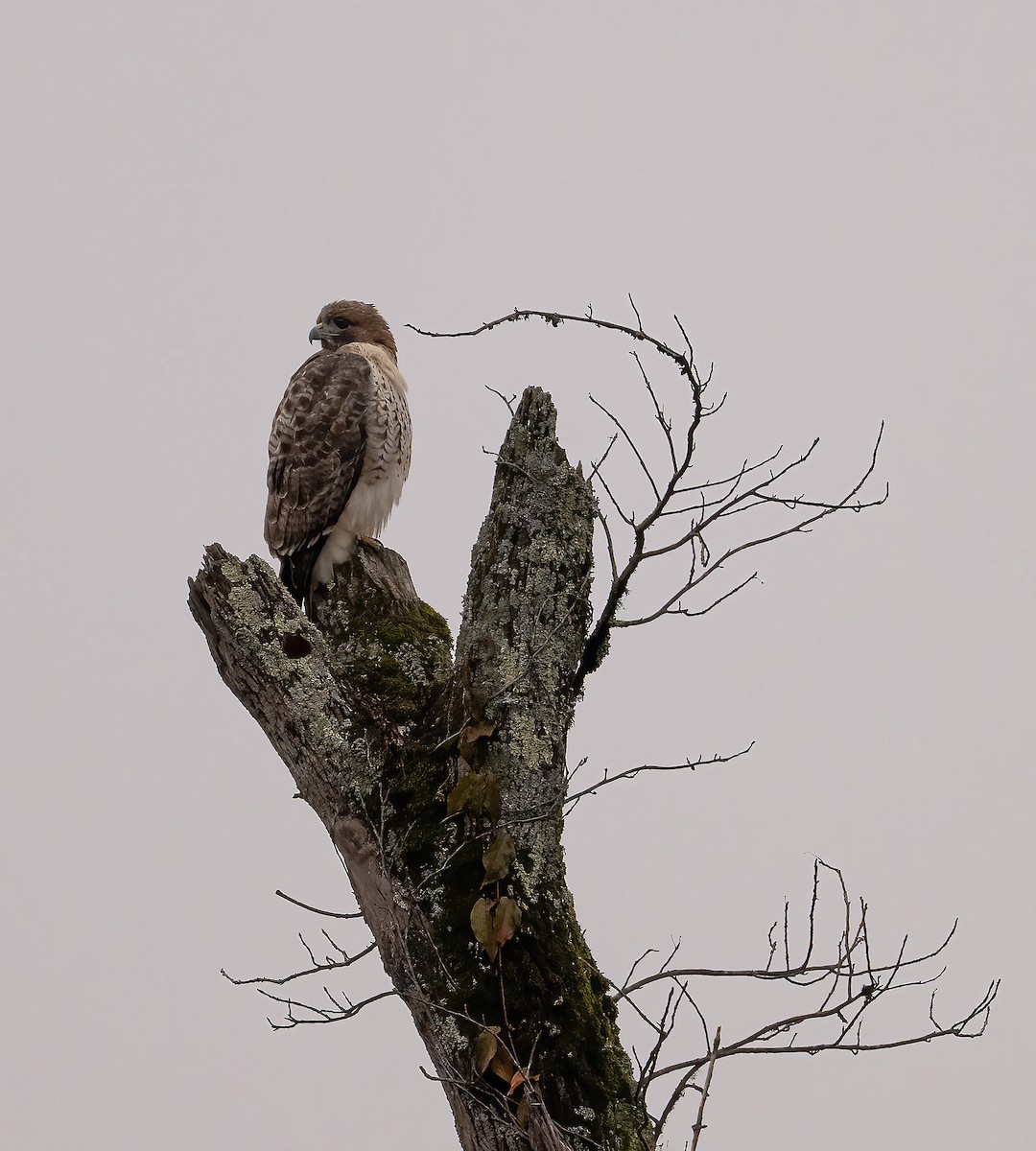Red-tailed Hawk - ML646534341