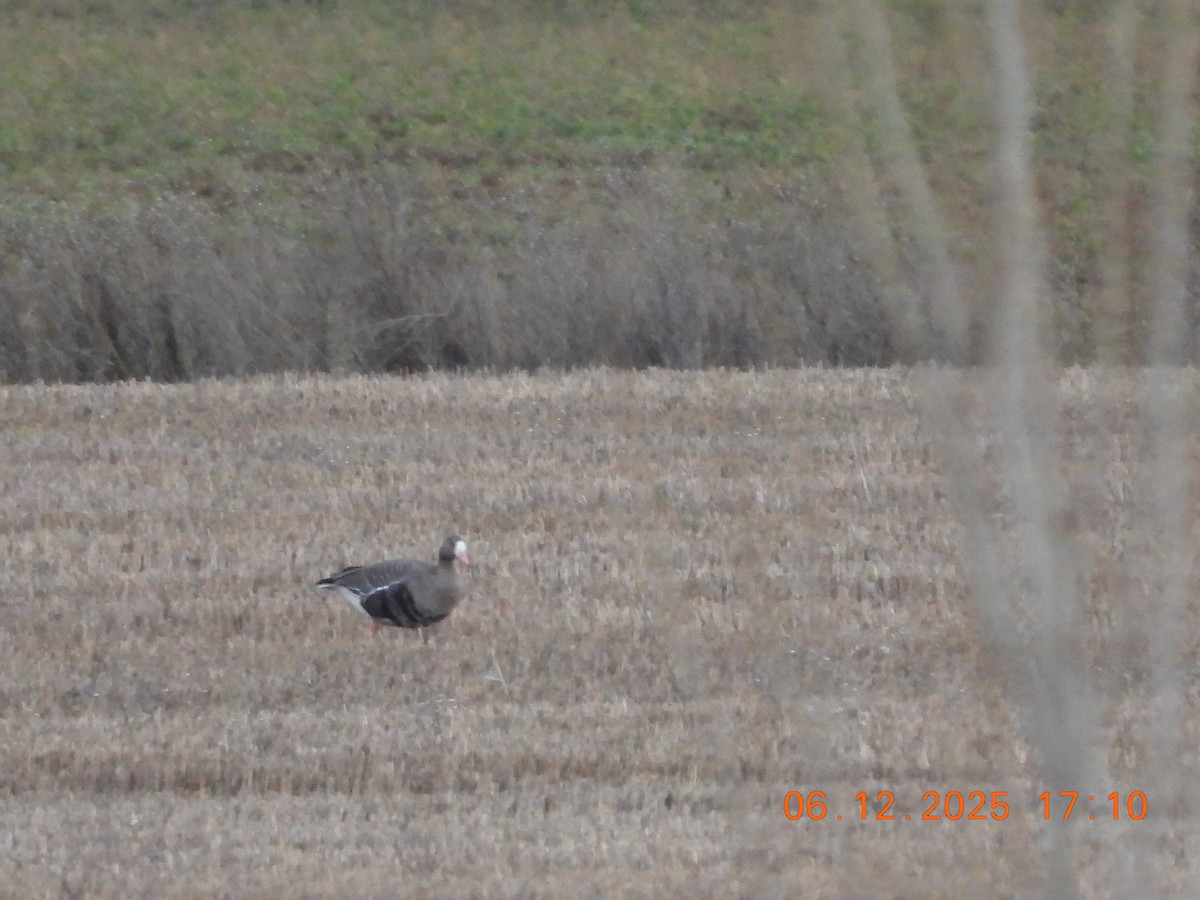 Oca lombardella - ML646534342