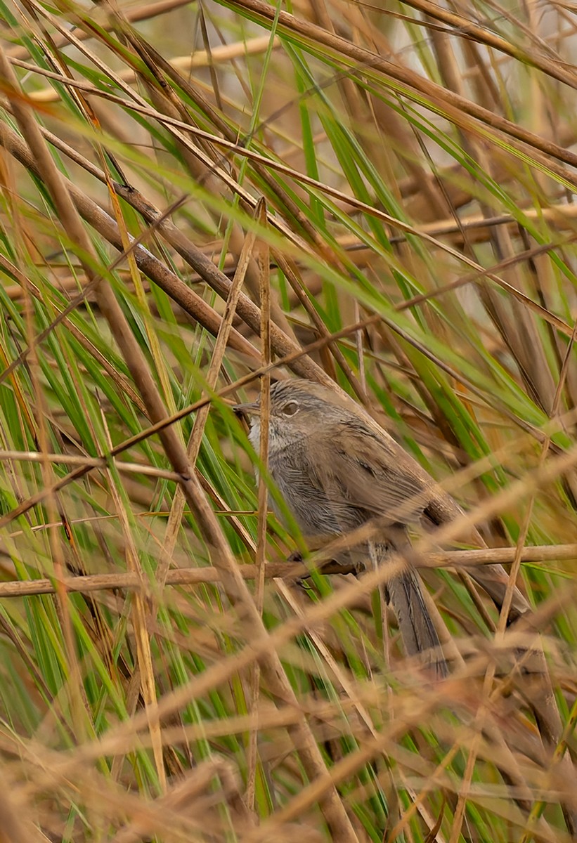 Swamp Grass Babbler - ML646534344