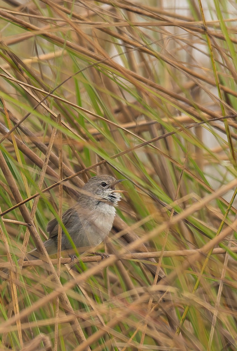 Swamp Grass Babbler - ML646534345