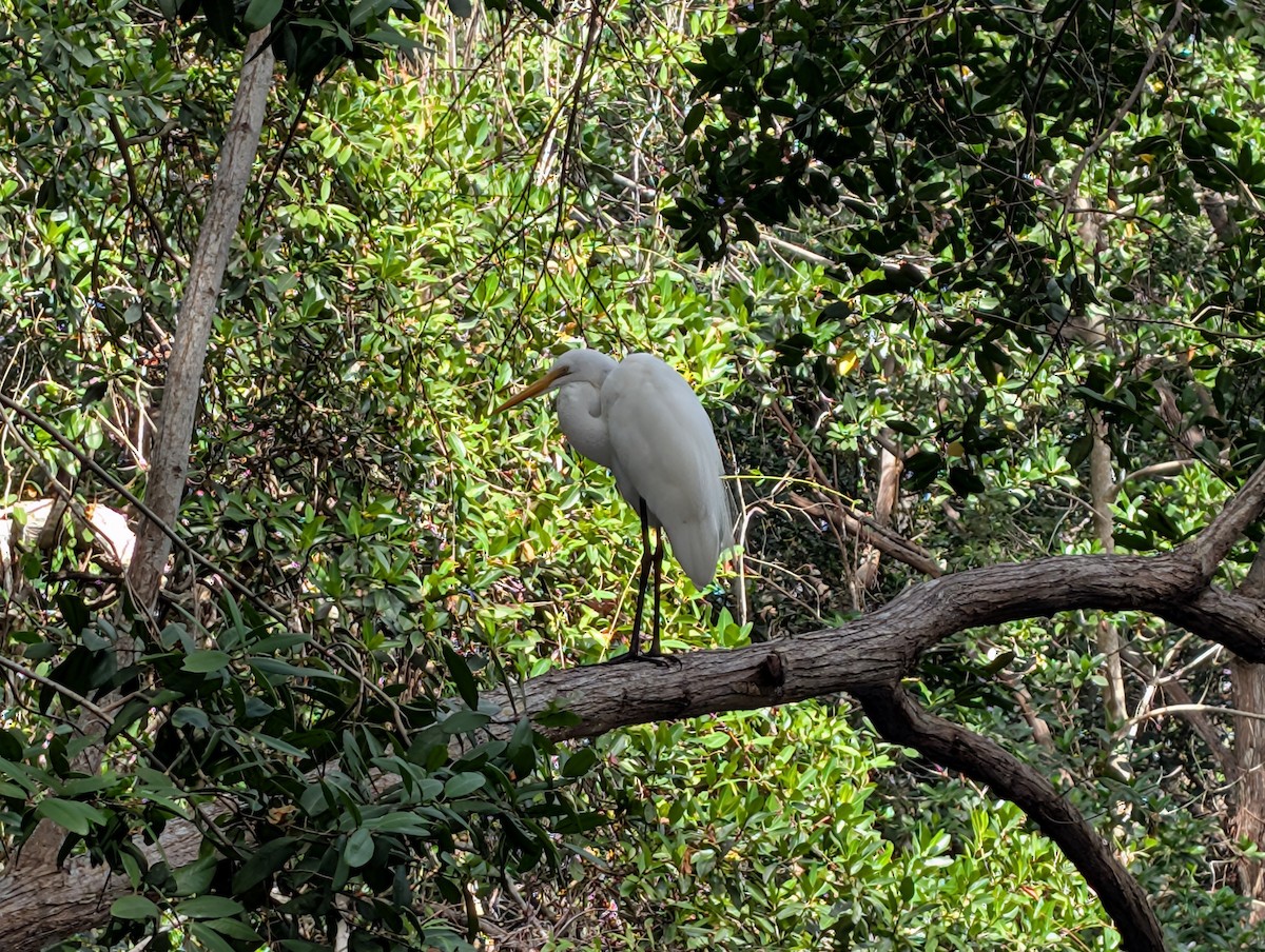 Great Egret - ML646534346