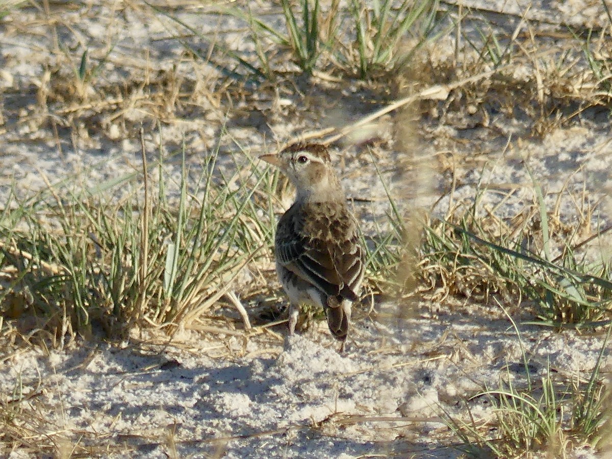 Rotkappenlerche - ML646534347