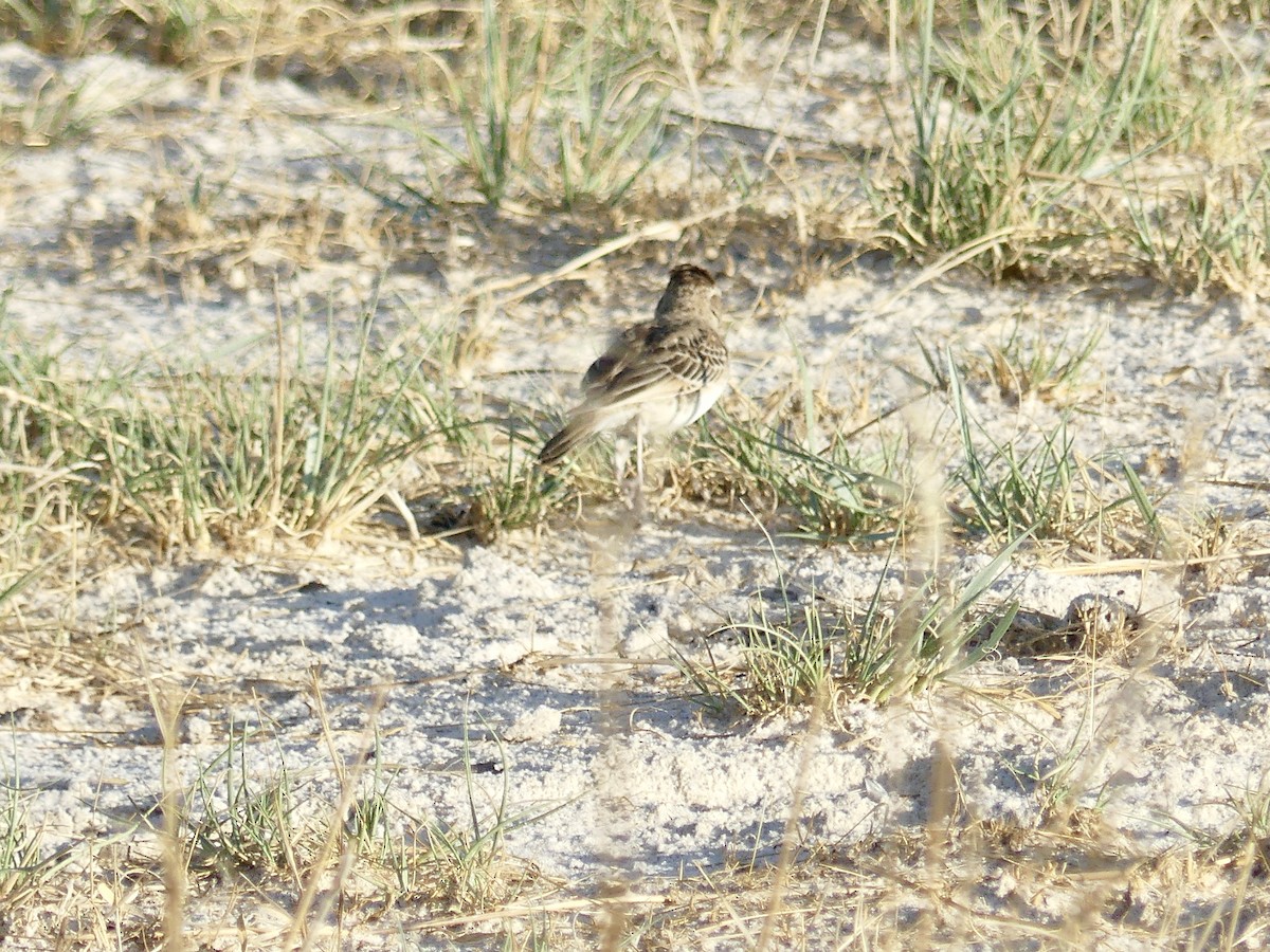 Rotkappenlerche - ML646534348