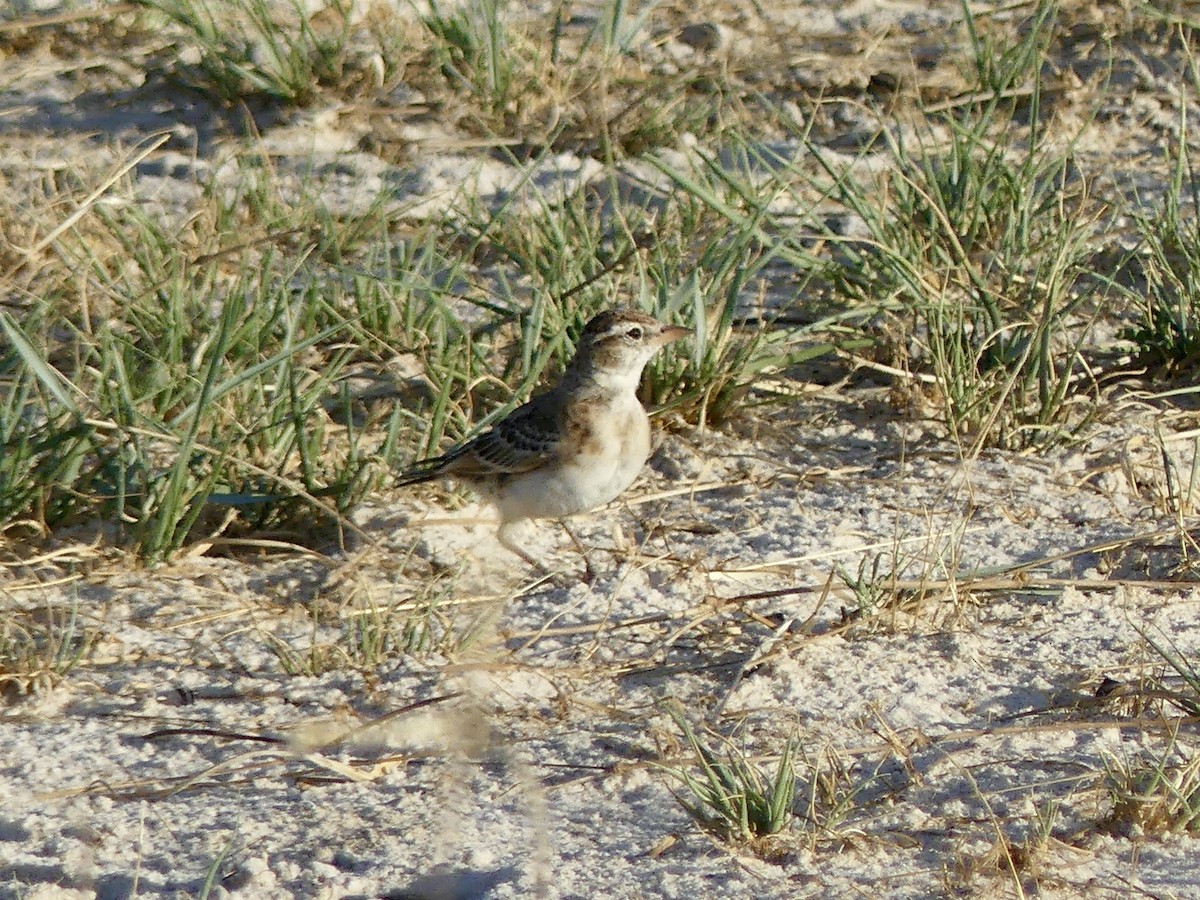 Rotkappenlerche - ML646534349