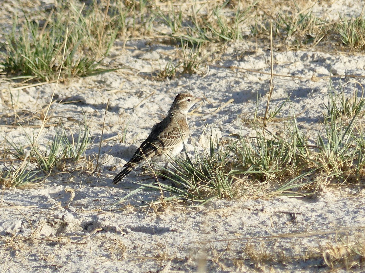 Rotkappenlerche - ML646534350