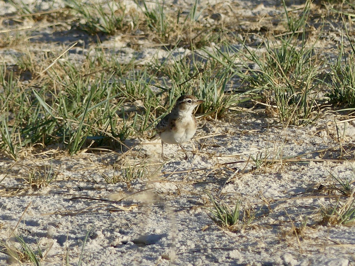 Rotkappenlerche - ML646534351