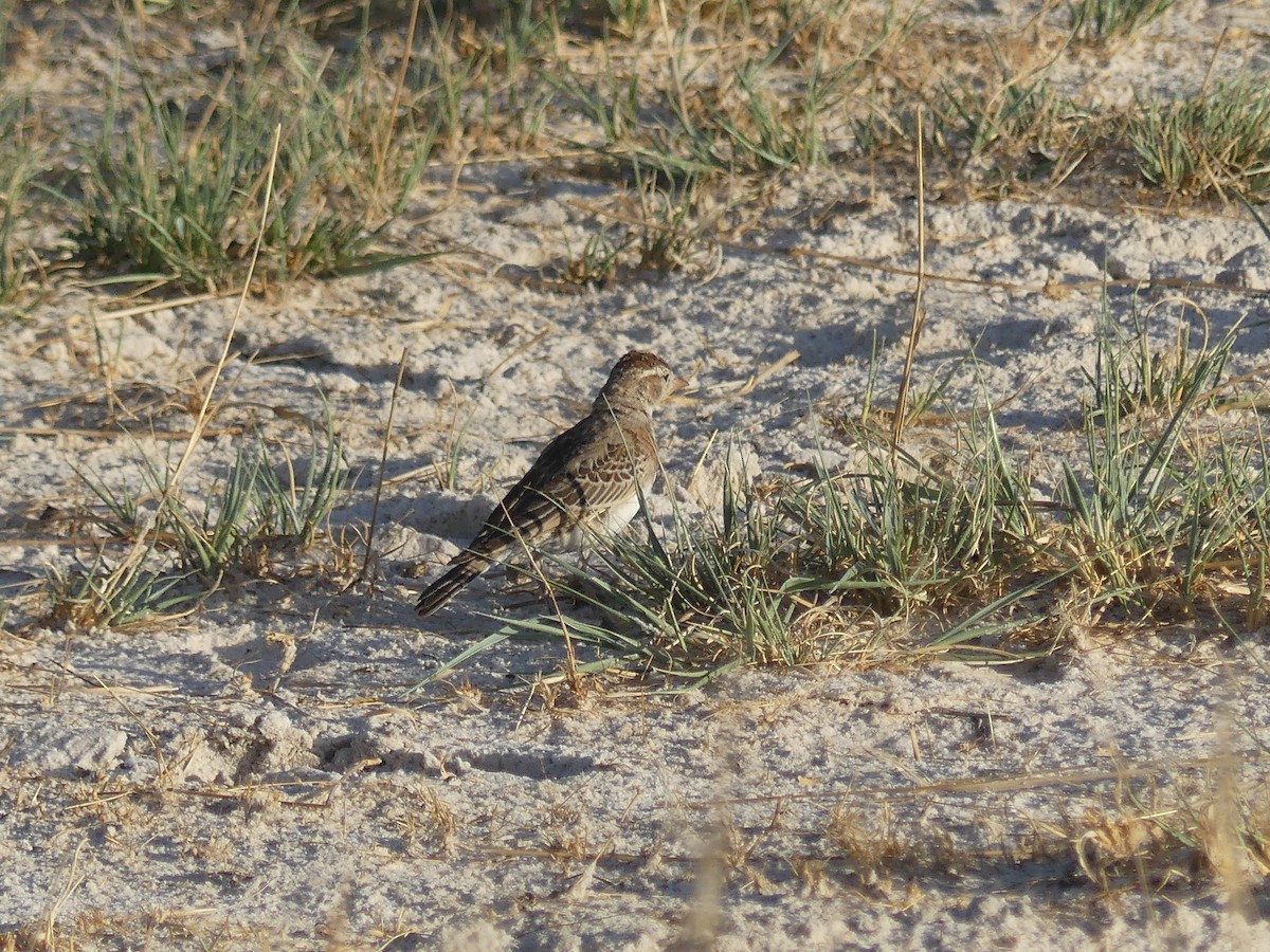 Rotkappenlerche - ML646534352