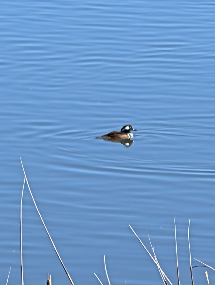 オウギアイサ - ML646534354