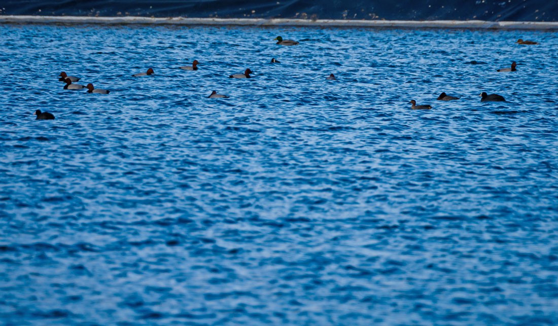 Common Pochard - ML646534361