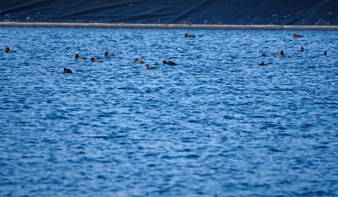 Common Pochard - ML646534362