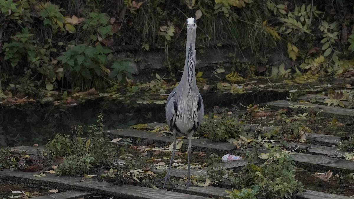 Gray Heron - ML646534365