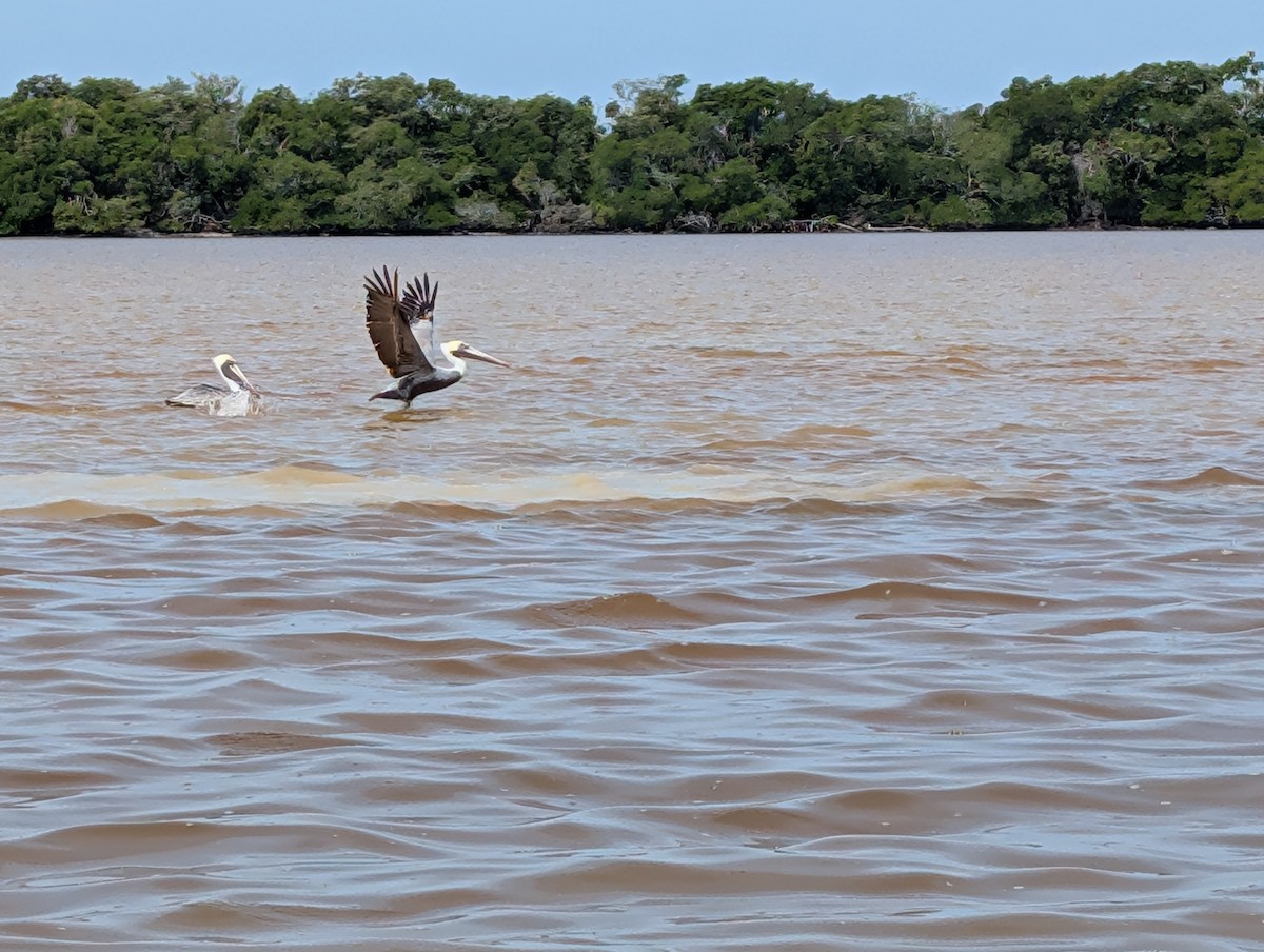 Brown Pelican - ML646534369