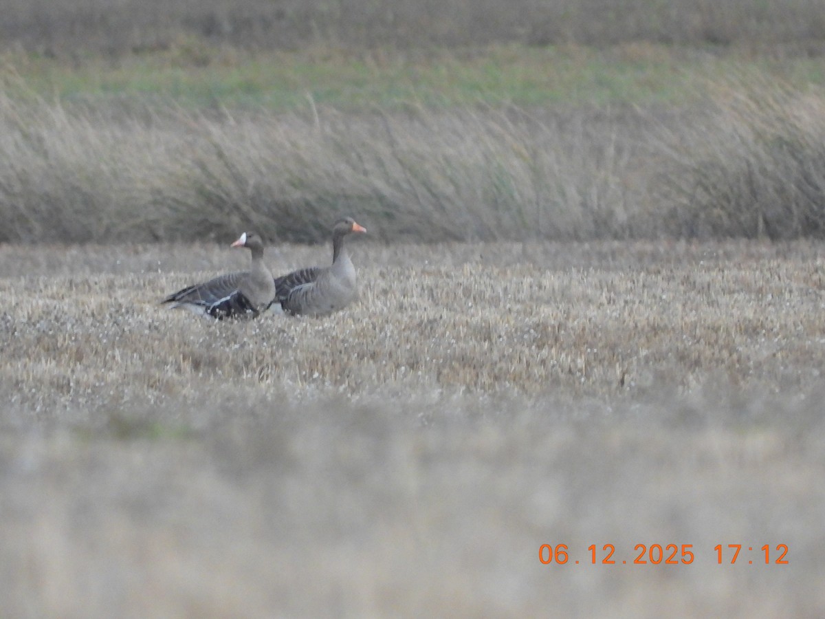 Oca lombardella - ML646534370