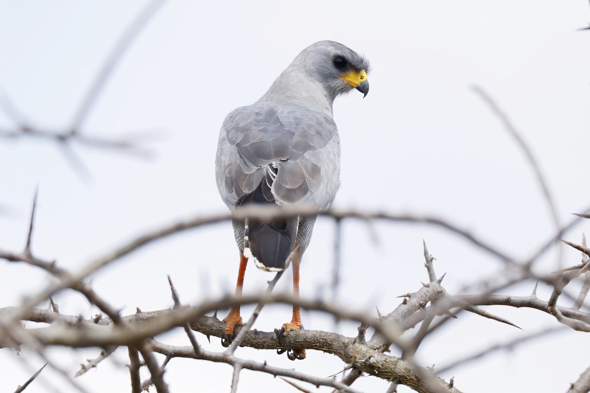 Eastern Chanting-Goshawk - ML646534371