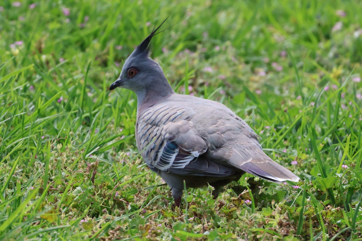 Crested Pigeon - ML646534372