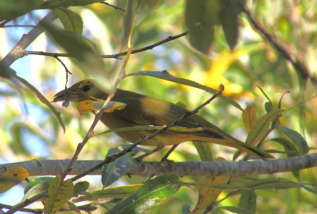 Summer Tanager - ML646534373