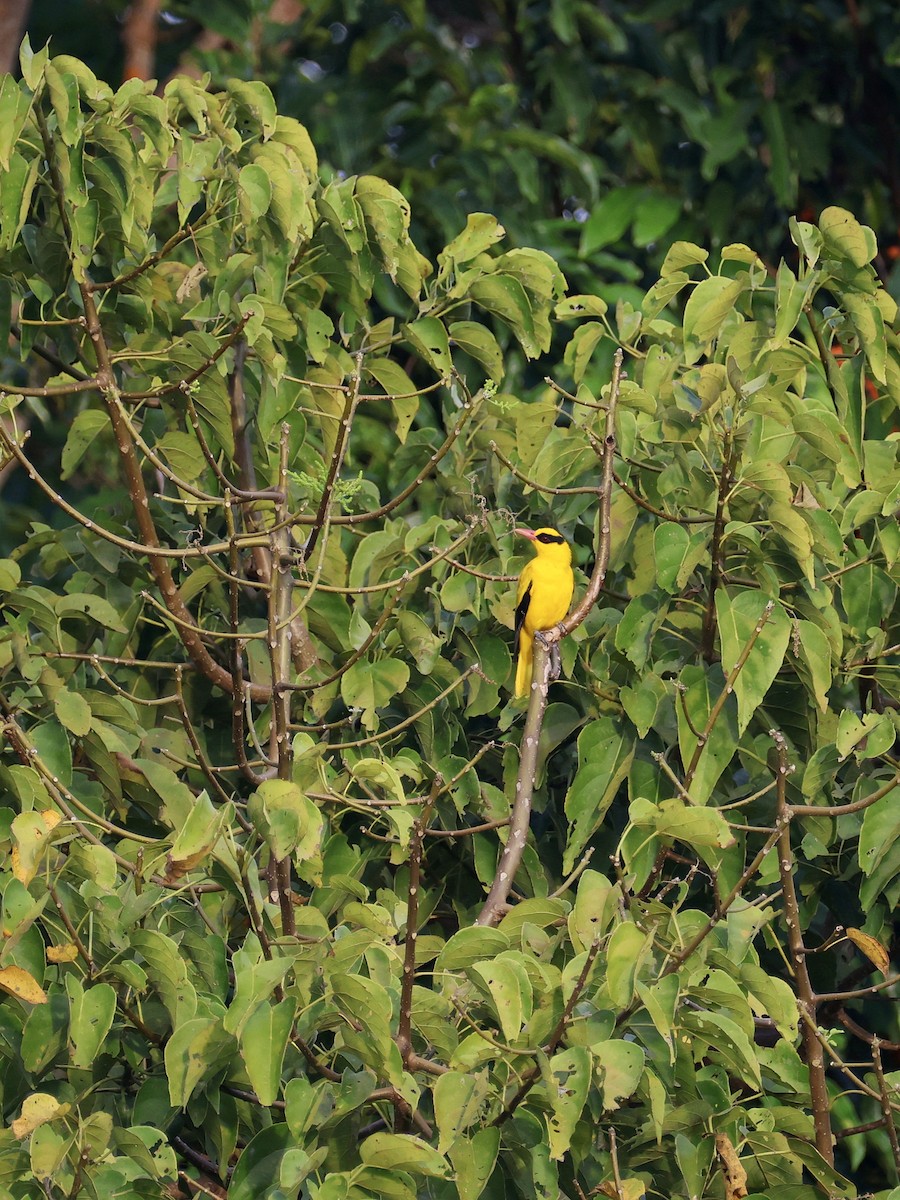 Schwarznackenpirol - ML646534374