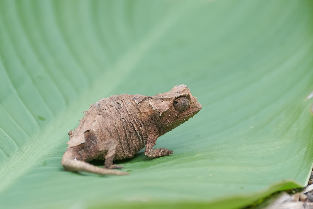 Anja Reserve Leaf Chameleon - ML646534375