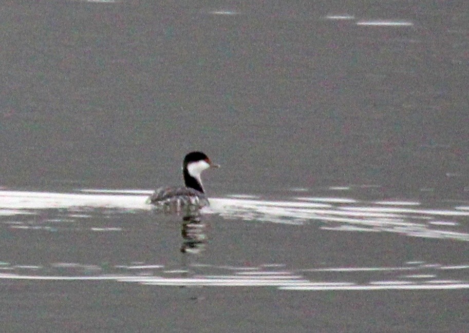 Horned Grebe - ML646534376