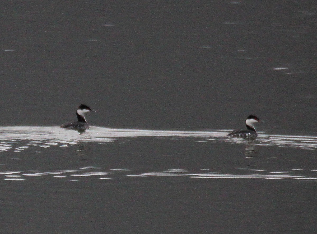 Horned Grebe - ML646534377
