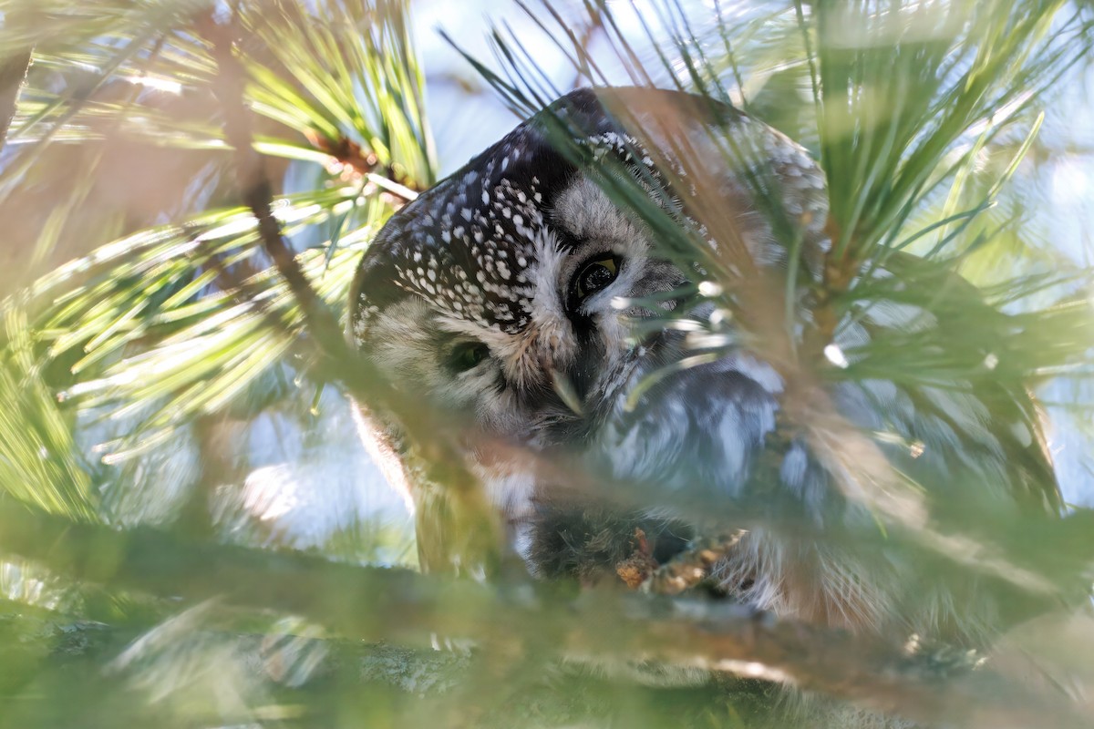 Raufußkauz - ML646534380