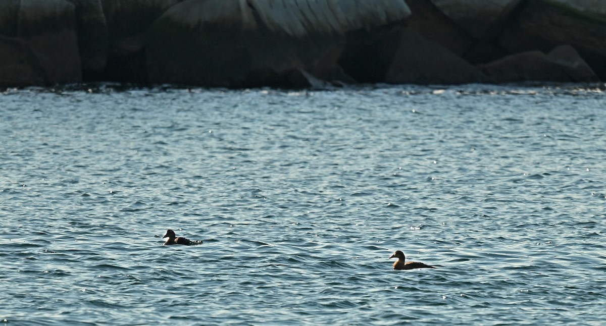 Common Eider - ML646534381