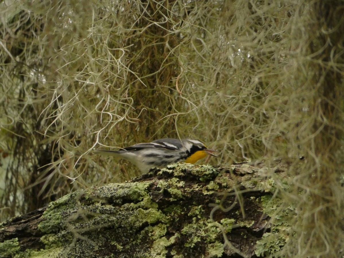 Yellow-throated Warbler - ML646534385