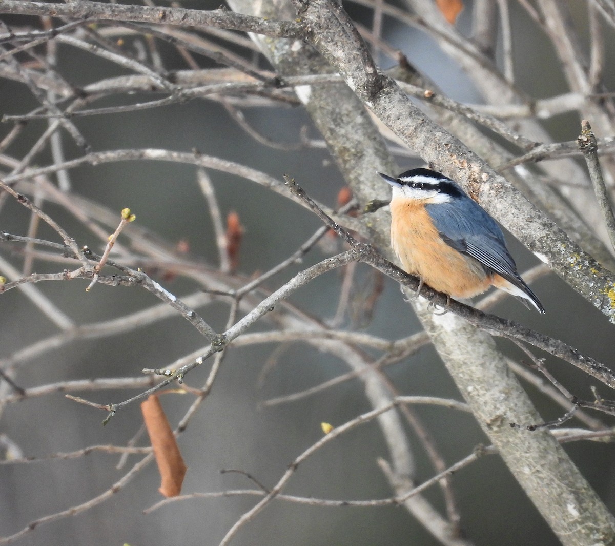 ムネアカゴジュウカラ - ML646534386