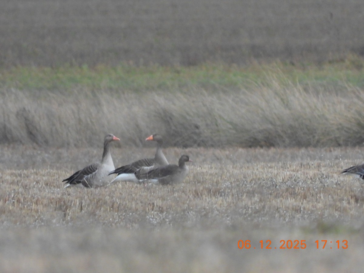 Oca lombardella - ML646534387