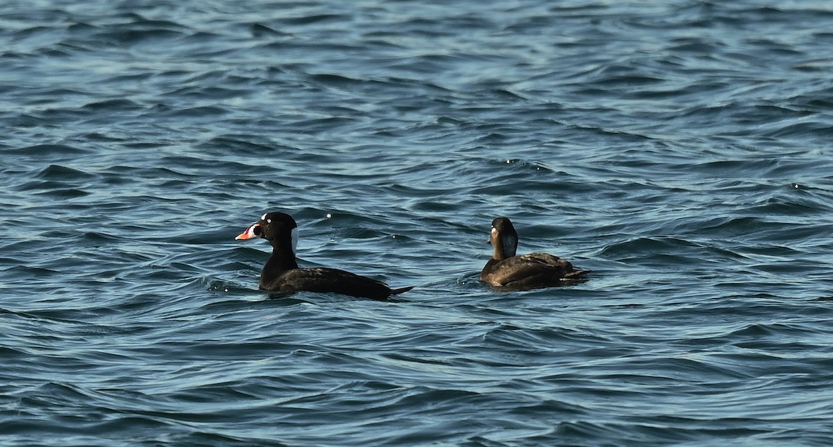 Surf Scoter - ML646534388