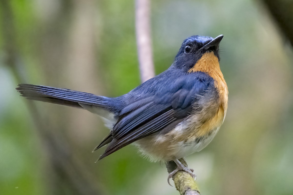 山藍仙鶲 - ML646534389