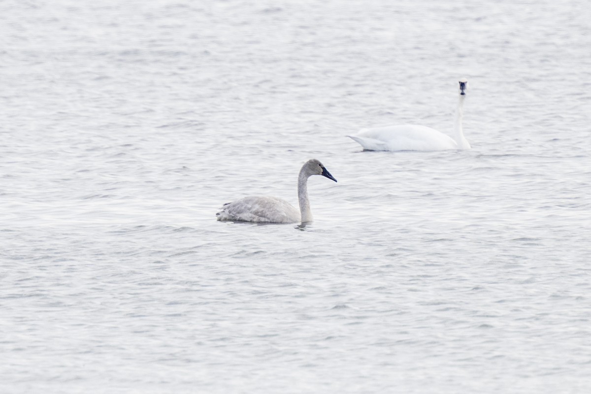Tundra Swan - ML646534393