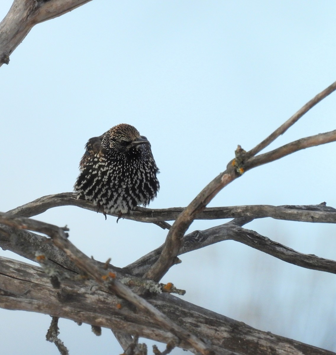 ホシムクドリ - ML646534394