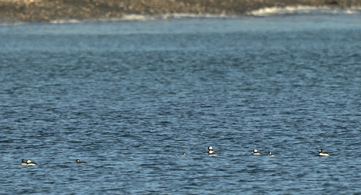 Bufflehead - ML646534396