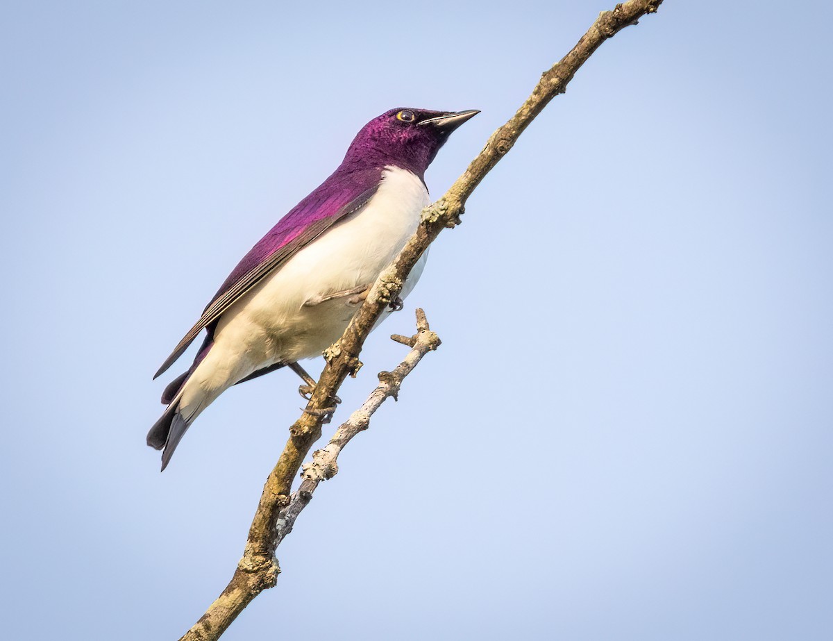 Estornino Amatista - ML646534397