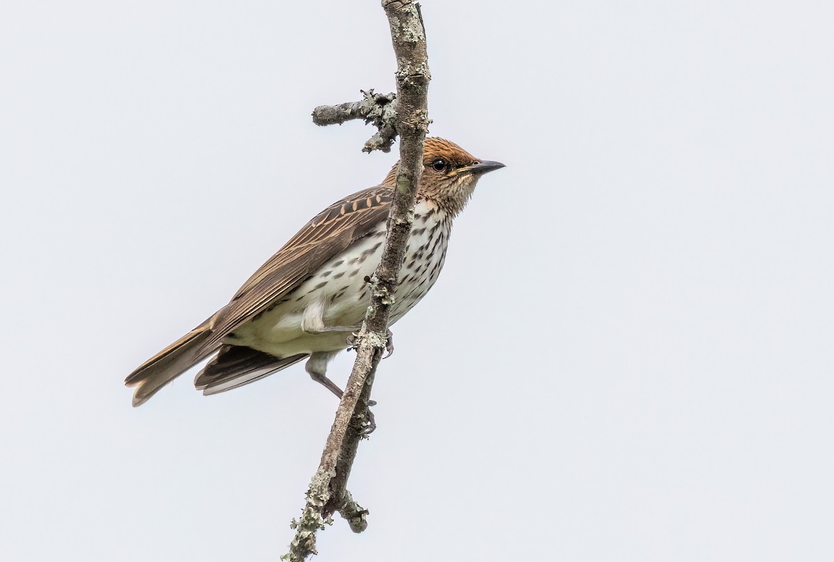 Estornino Amatista - ML646534398