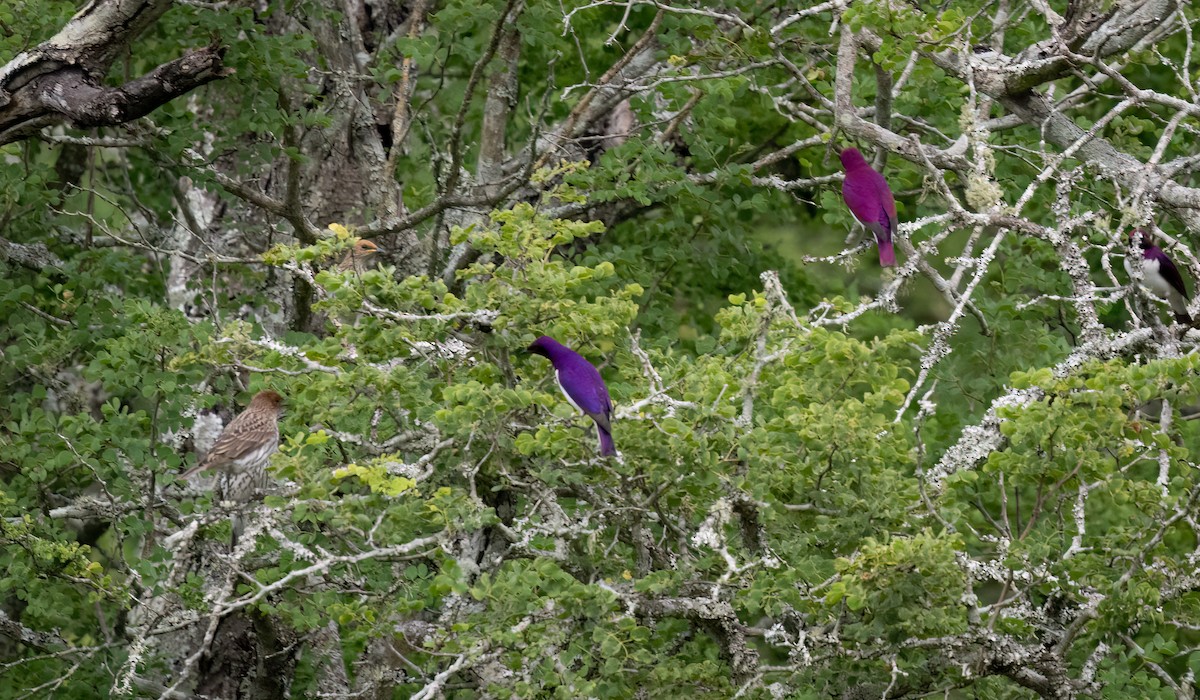 Estornino Amatista - ML646534399