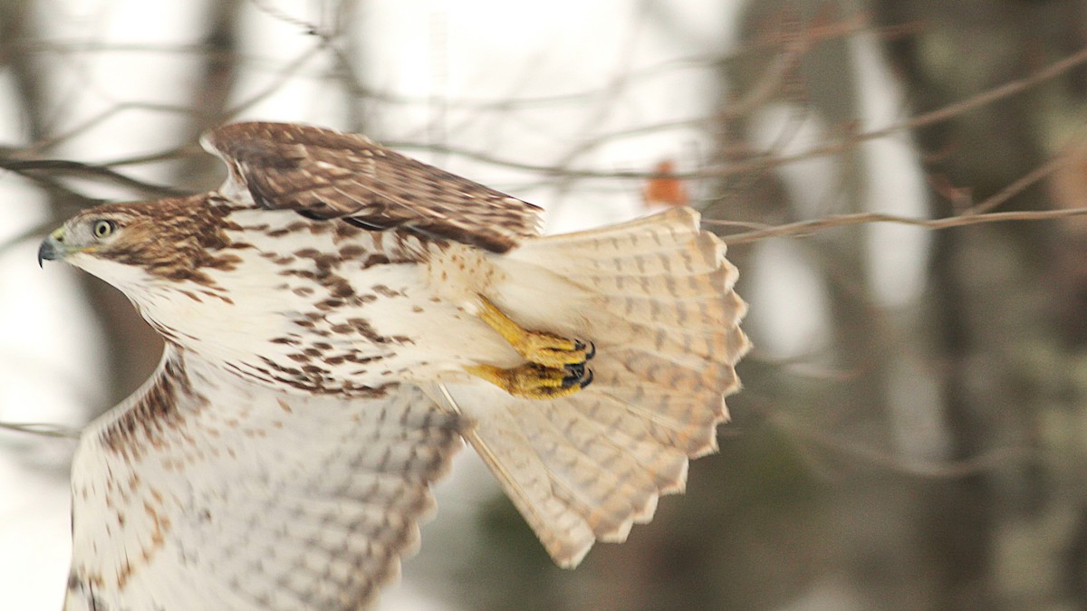 Red-tailed Hawk - ML646534400