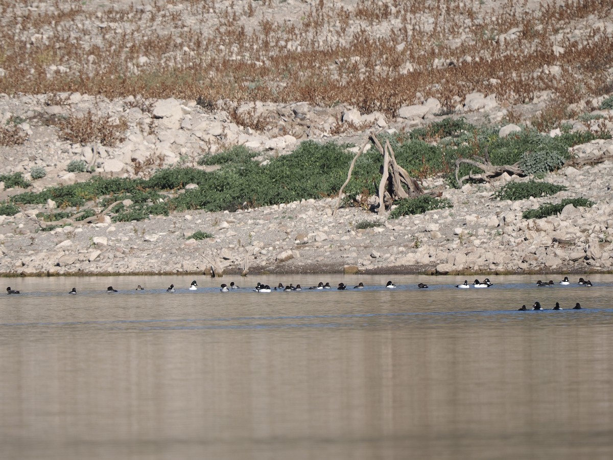 Porrón Osculado - ML646534404