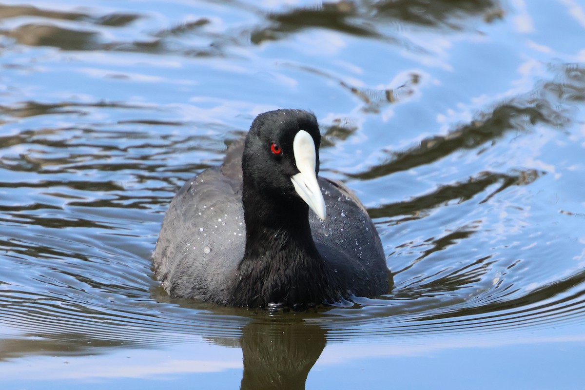 Eurasian Coot - ML646534407