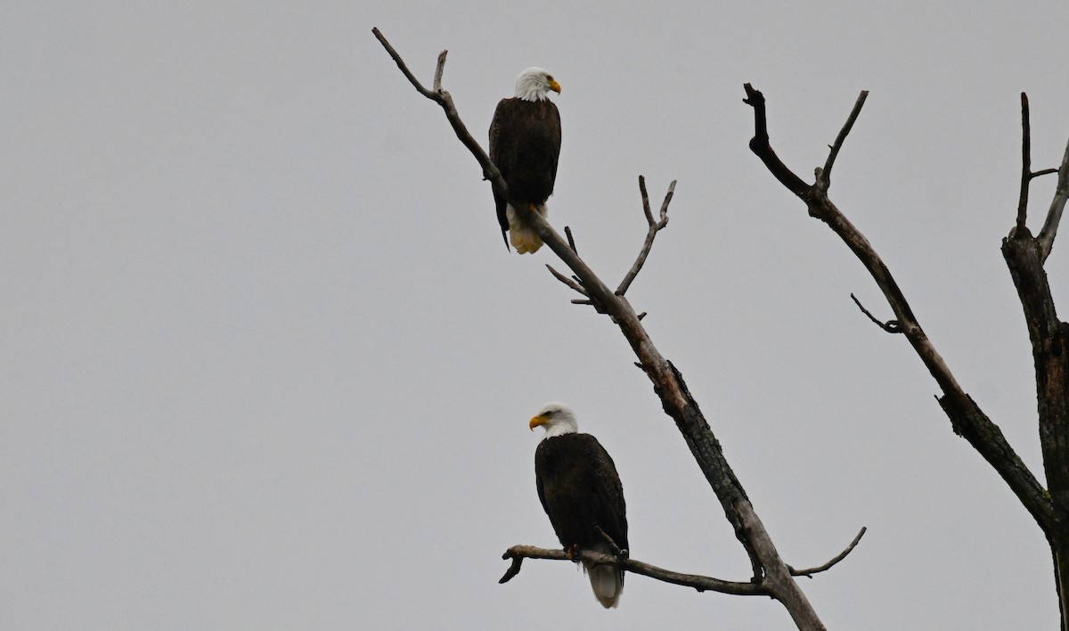 Bald Eagle - ML646534408