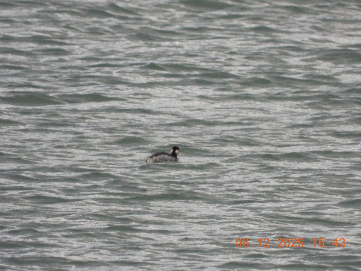 Svasso piccolo - ML646534409