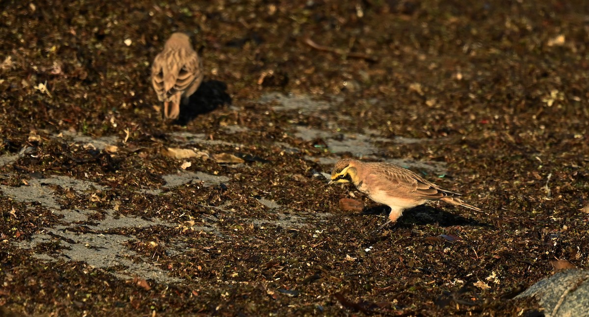 Horned Lark - ML646534411