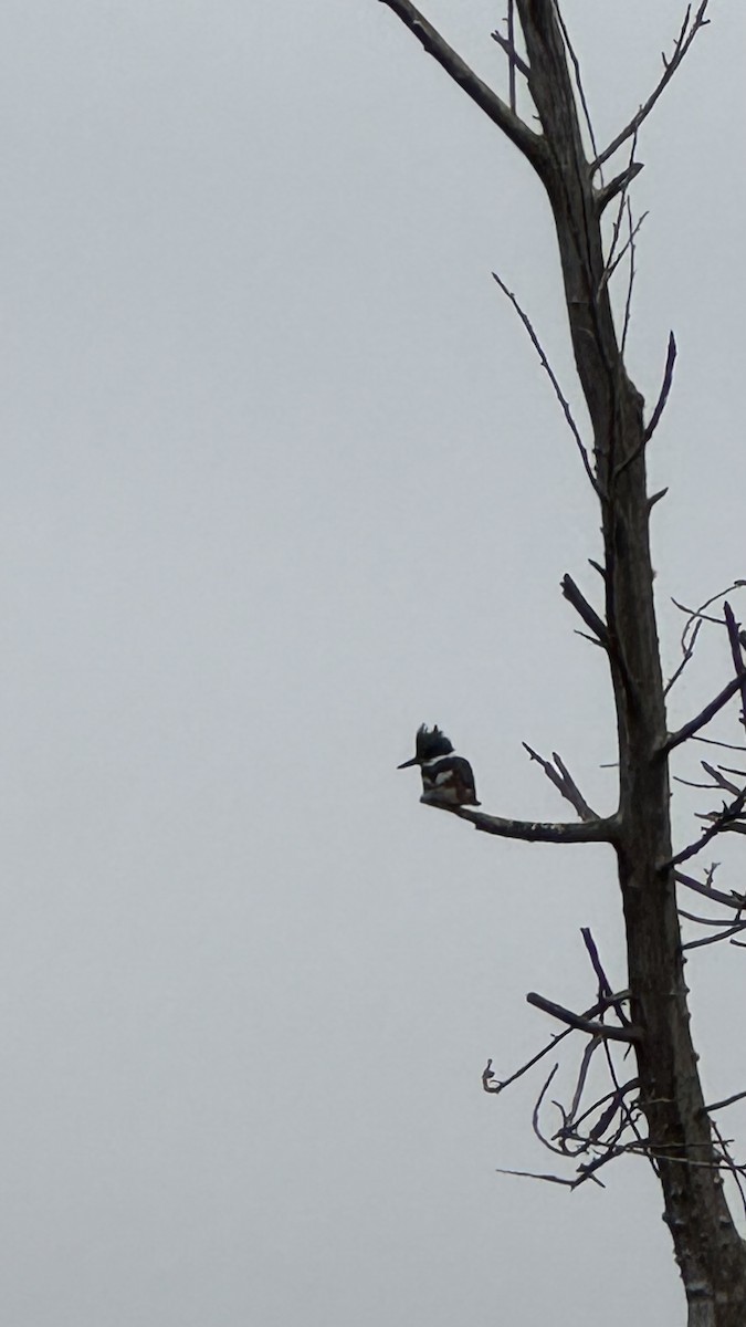 Belted Kingfisher - ML646534419