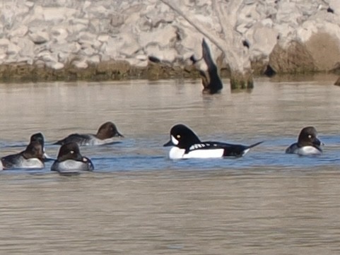 Porrón Islándico - ML646534421