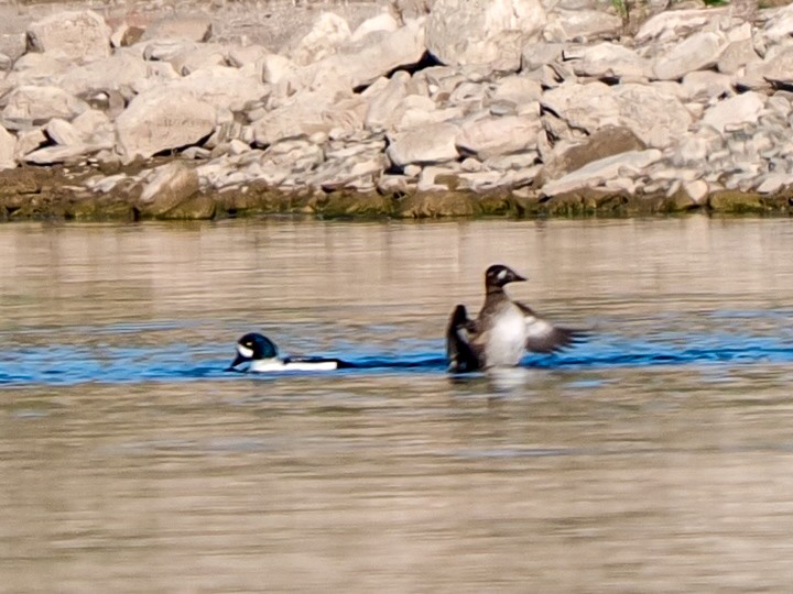 Porrón Islándico - ML646534422