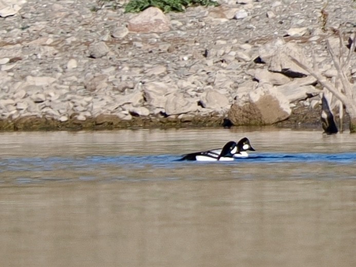 Porrón Islándico - ML646534423