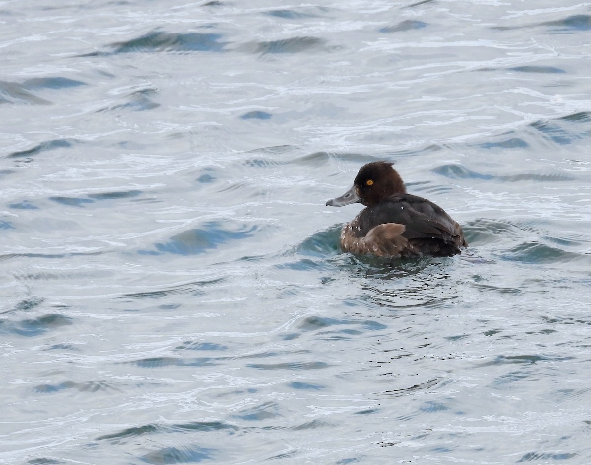 キンクロハジロ - ML646534424